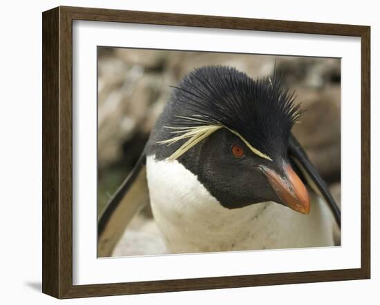 Falkland Islands. Portrait of Rockhopper Penguin-Ellen Anon-Framed Photographic Print