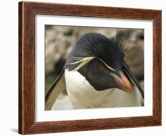 Falkland Islands. Portrait of Rockhopper Penguin-Ellen Anon-Framed Photographic Print