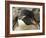 Falkland Islands. Portrait of Rockhopper Penguin-Ellen Anon-Framed Photographic Print