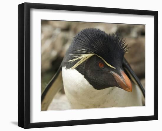 Falkland Islands. Portrait of Rockhopper Penguin-Ellen Anon-Framed Photographic Print