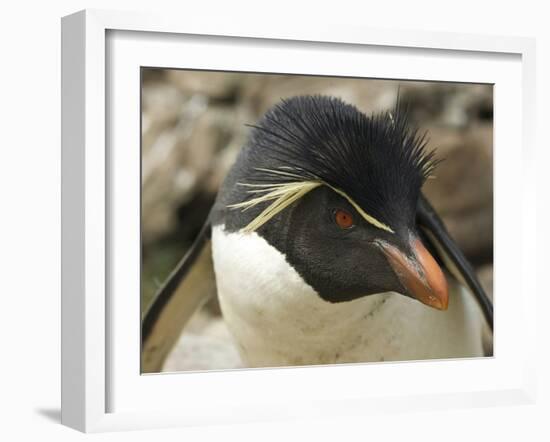 Falkland Islands. Portrait of Rockhopper Penguin-Ellen Anon-Framed Photographic Print