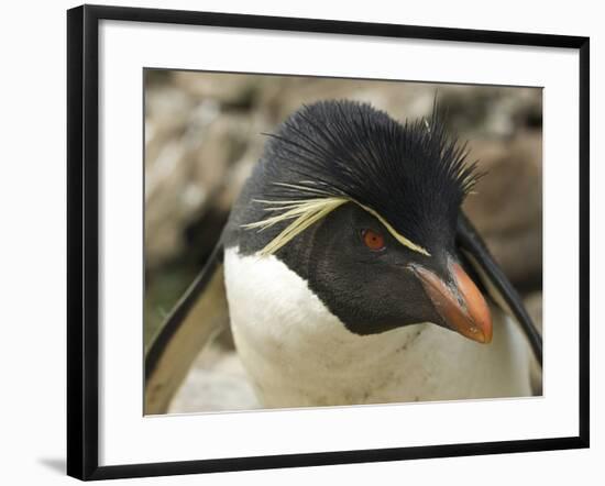 Falkland Islands. Portrait of Rockhopper Penguin-Ellen Anon-Framed Photographic Print