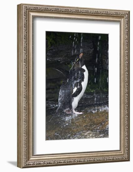 Falkland Islands. Rockhopper Penguin Bathing in Waterfall-Ellen Anon-Framed Photographic Print