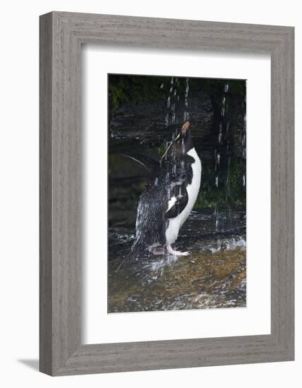 Falkland Islands. Rockhopper Penguin Bathing in Waterfall-Ellen Anon-Framed Photographic Print