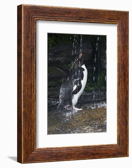 Falkland Islands. Rockhopper Penguin Bathing in Waterfall-Ellen Anon-Framed Photographic Print