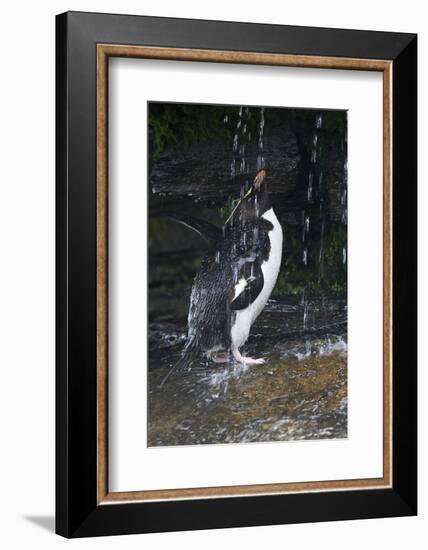 Falkland Islands. Rockhopper Penguin Bathing in Waterfall-Ellen Anon-Framed Photographic Print