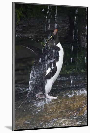 Falkland Islands. Rockhopper Penguin Bathing in Waterfall-Ellen Anon-Mounted Photographic Print