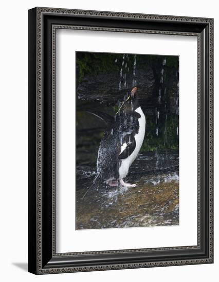 Falkland Islands. Rockhopper Penguin Bathing in Waterfall-Ellen Anon-Framed Photographic Print