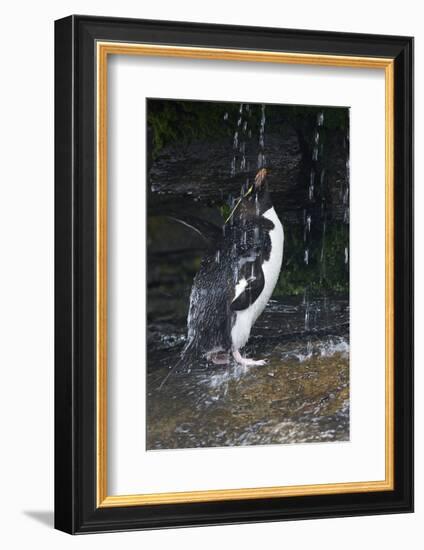 Falkland Islands. Rockhopper Penguin Bathing in Waterfall-Ellen Anon-Framed Photographic Print