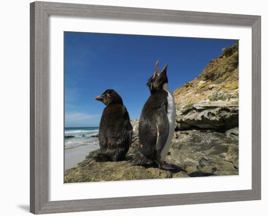 Falkland Islands. Rockhopper Penguin Calling-Ellen Anon-Framed Photographic Print