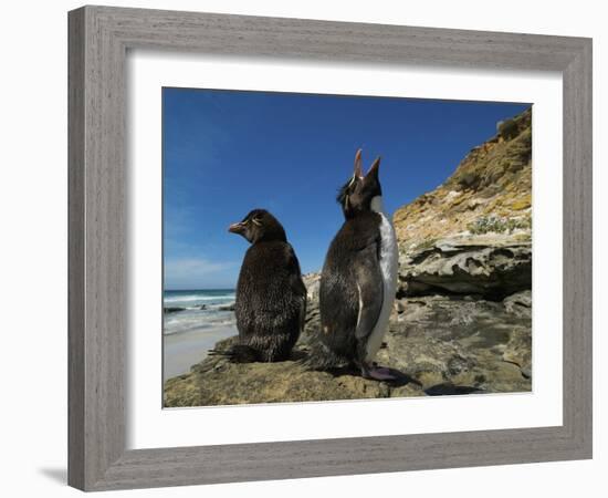 Falkland Islands. Rockhopper Penguin Calling-Ellen Anon-Framed Photographic Print