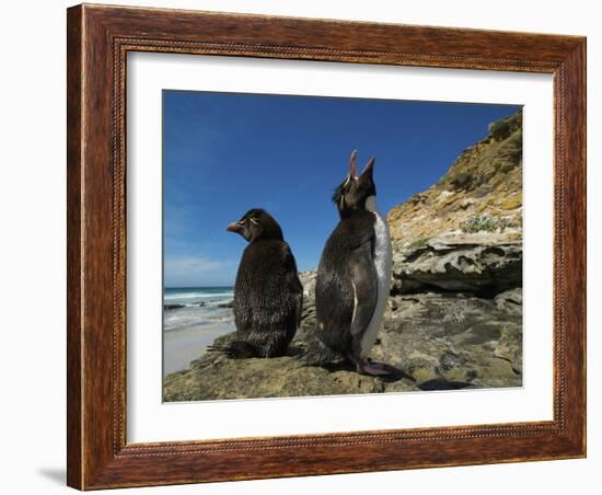 Falkland Islands. Rockhopper Penguin Calling-Ellen Anon-Framed Photographic Print