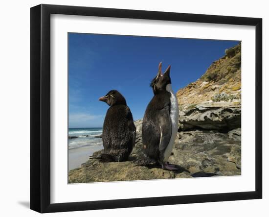 Falkland Islands. Rockhopper Penguin Calling-Ellen Anon-Framed Photographic Print