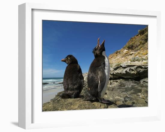 Falkland Islands. Rockhopper Penguin Calling-Ellen Anon-Framed Photographic Print