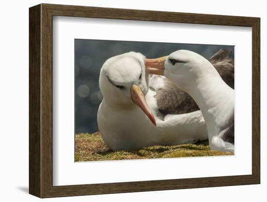 Falkland Islands, Saunders Island. Black-Browed Albatross Courtship-Cathy & Gordon Illg-Framed Photographic Print