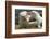 Falkland Islands, Saunders Island. Black-Browed Albatross Courtship-Cathy & Gordon Illg-Framed Photographic Print