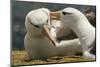 Falkland Islands, Saunders Island. Black-Browed Albatross Courtship-Cathy & Gordon Illg-Mounted Photographic Print