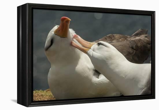 Falkland Islands, Saunders Island. Black-Browed Albatross Courtship-Cathy & Gordon Illg-Framed Premier Image Canvas