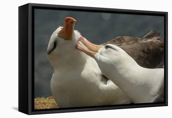 Falkland Islands, Saunders Island. Black-Browed Albatross Courtship-Cathy & Gordon Illg-Framed Premier Image Canvas