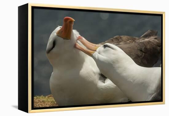 Falkland Islands, Saunders Island. Black-Browed Albatross Courtship-Cathy & Gordon Illg-Framed Premier Image Canvas