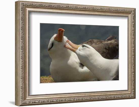 Falkland Islands, Saunders Island. Black-Browed Albatross Courtship-Cathy & Gordon Illg-Framed Photographic Print