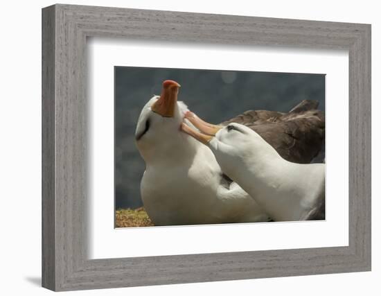 Falkland Islands, Saunders Island. Black-Browed Albatross Courtship-Cathy & Gordon Illg-Framed Photographic Print