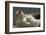 Falkland Islands, Saunders Island. Black-Browed Albatross Courtship-Cathy & Gordon Illg-Framed Photographic Print