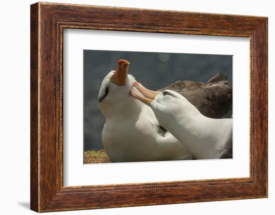 Falkland Islands, Saunders Island. Black-Browed Albatross Courtship-Cathy & Gordon Illg-Framed Photographic Print