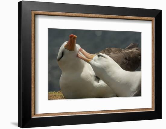 Falkland Islands, Saunders Island. Black-Browed Albatross Courtship-Cathy & Gordon Illg-Framed Photographic Print