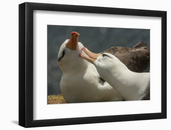 Falkland Islands, Saunders Island. Black-Browed Albatross Courtship-Cathy & Gordon Illg-Framed Photographic Print