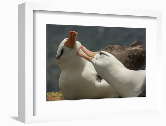 Falkland Islands, Saunders Island. Black-Browed Albatross Courtship-Cathy & Gordon Illg-Framed Photographic Print