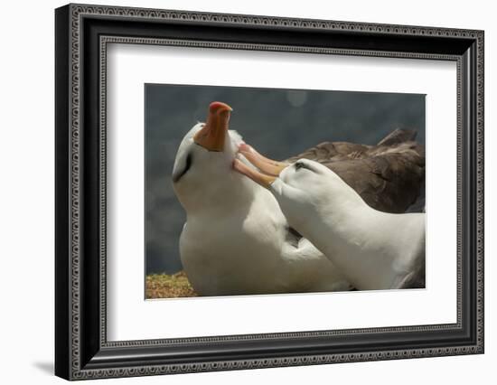 Falkland Islands, Saunders Island. Black-Browed Albatross Courtship-Cathy & Gordon Illg-Framed Photographic Print