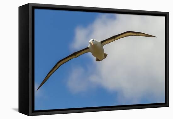 Falkland Islands, Saunders Island. Black-Browed Albatross in Flight-Cathy & Gordon Illg-Framed Premier Image Canvas