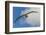 Falkland Islands, Saunders Island. Black-Browed Albatross in Flight-Cathy & Gordon Illg-Framed Photographic Print