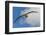 Falkland Islands, Saunders Island. Black-Browed Albatross in Flight-Cathy & Gordon Illg-Framed Photographic Print