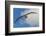 Falkland Islands, Saunders Island. Black-Browed Albatross in Flight-Cathy & Gordon Illg-Framed Photographic Print