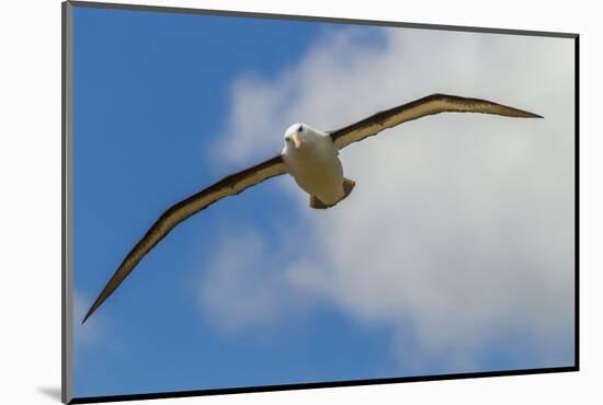 Falkland Islands, Saunders Island. Black-Browed Albatross in Flight-Cathy & Gordon Illg-Mounted Photographic Print