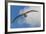 Falkland Islands, Saunders Island. Black-Browed Albatross in Flight-Cathy & Gordon Illg-Framed Photographic Print