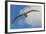 Falkland Islands, Saunders Island. Black-Browed Albatross in Flight-Cathy & Gordon Illg-Framed Photographic Print