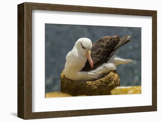 Falkland Islands, Saunders Island. Black-Browed Albatross on Nest-Cathy & Gordon Illg-Framed Photographic Print