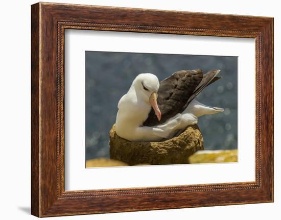 Falkland Islands, Saunders Island. Black-Browed Albatross on Nest-Cathy & Gordon Illg-Framed Photographic Print