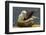 Falkland Islands, Saunders Island. Black-Browed Albatross on Nest-Cathy & Gordon Illg-Framed Photographic Print