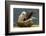 Falkland Islands, Saunders Island. Black-Browed Albatross on Nest-Cathy & Gordon Illg-Framed Photographic Print