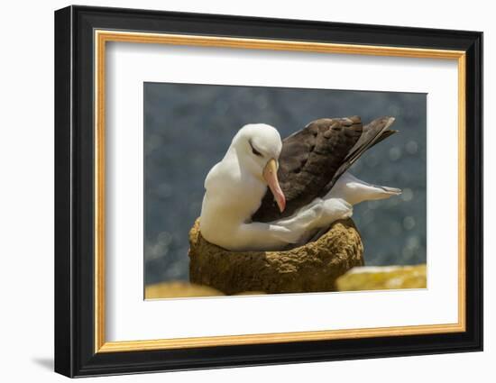 Falkland Islands, Saunders Island. Black-Browed Albatross on Nest-Cathy & Gordon Illg-Framed Photographic Print