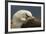 Falkland Islands, Saunders Island. Black-Browed Albatross Resting-Cathy & Gordon Illg-Framed Photographic Print