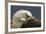 Falkland Islands, Saunders Island. Black-Browed Albatross Resting-Cathy & Gordon Illg-Framed Photographic Print