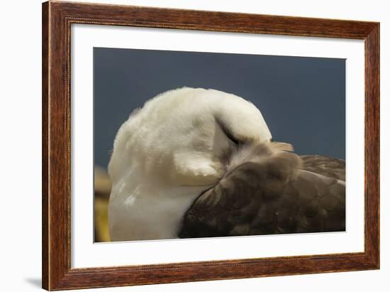 Falkland Islands, Saunders Island. Black-Browed Albatross Resting-Cathy & Gordon Illg-Framed Photographic Print