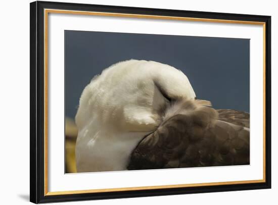 Falkland Islands, Saunders Island. Black-Browed Albatross Resting-Cathy & Gordon Illg-Framed Photographic Print