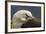 Falkland Islands, Saunders Island. Black-Browed Albatross Resting-Cathy & Gordon Illg-Framed Photographic Print