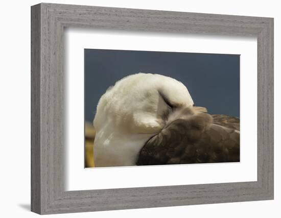 Falkland Islands, Saunders Island. Black-Browed Albatross Resting-Cathy & Gordon Illg-Framed Photographic Print